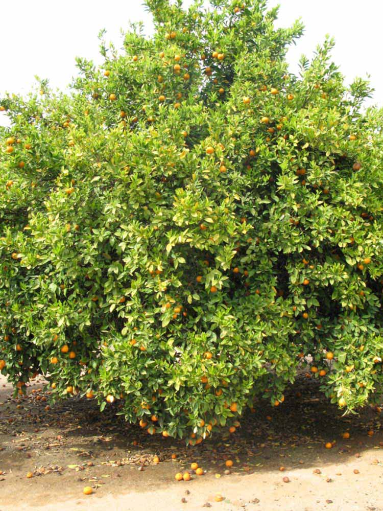            Habit (Riverside, CA)   